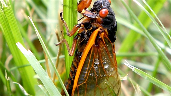 Will Mississippi see a cicada invasion in 2024? | Curious Mississippi answers