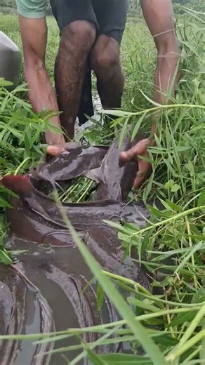 Impossible Monster Catfish Biggest Catch Ever #fishing #handfish