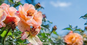 Pleasant Sunday weather with low storm chances in southern Colorado