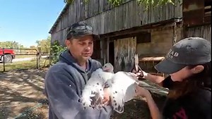 33K views · 1.9K reactions | Clipping the all Turkeys wings to keep...