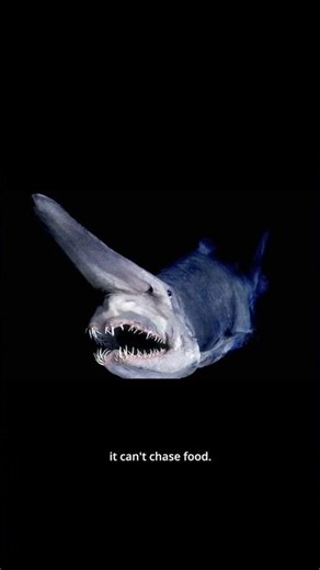 The Shark That Shoots Its Jaws 😱🦈 #shorts