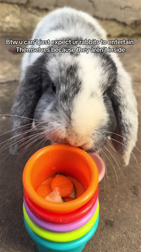 Essential Tips for Rabbit Care