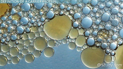 Carrier Proteins | Definition, Functions & Examples