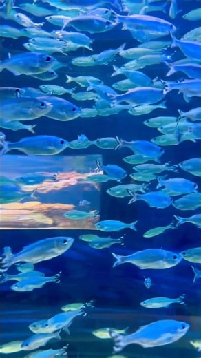 Like a mini ocean full of colors 🌊 #aquarium #trending #ytshorts #youtubeshorts #nature #peace