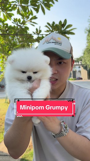 Kenalin, the newest member of koko guguk family, Mr Grumpy 😡 #pomeranian #foryou #fypシ