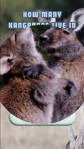 How many kangaroos live in Australia?