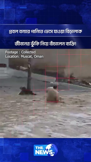 প্রবল বন্যার পানিতে ভেসে যাওয়া বিড়ালকে জীবনের ঝুঁ'কি নিয়ে বাঁচালেন ব্যক্তি! | The News BD