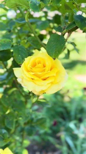 Here’s your reminder. Get out and get gardening TODAY!