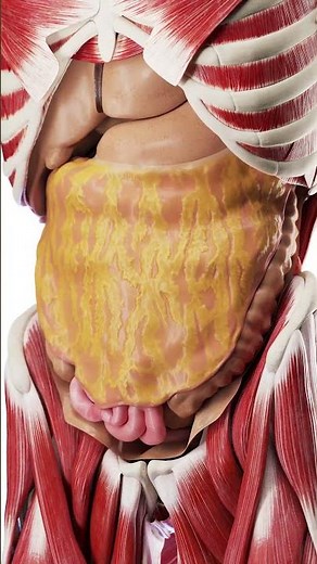 Anatomy of the Omentum #meded #anatomy #3dmodel