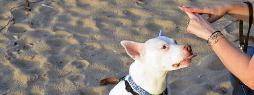 Experienced Deaf Dog Trainer | Expert Dog Behavior Advice