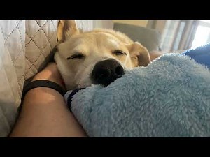10 Hours of Dog Snoring White Noise ASMR