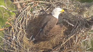 Eagle cam: 2 baby eagles ready to hatch in South Florida