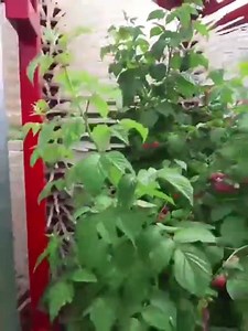 44K views · 275 reactions | KAREN Harvester For Blueberry & Raspberry | The shops | Facebook