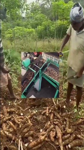 साबूदाना कैसे बनता है? Sabudana Making Process | How it's made Sago