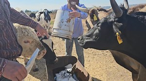 Energía y micros son Fundamentales para el ganado | El Guero Vacas