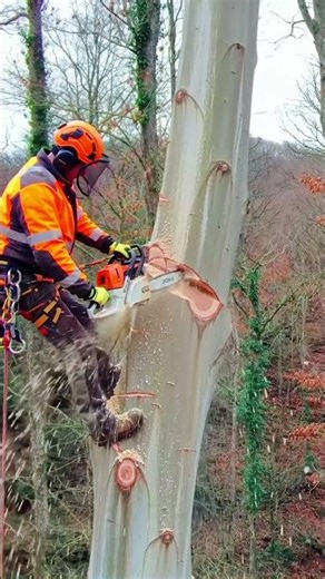 Ultimate Tree Climbing Chainsaw Work on Towering Giant Top #chainsaw#arborist#treeclimbing