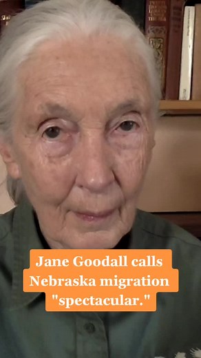 GRAND ISLAND, NEBRASKA: The spring migration of the sandhill cranes through the Platte River valley in central Nebraska is one of the world's greatest wildlife spectacles. #janegoodall #conservation #wildlife #nature #migration #nebraska #grandlife
