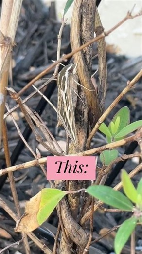 the incredible hummingbird hawk moth (sphinx moth)