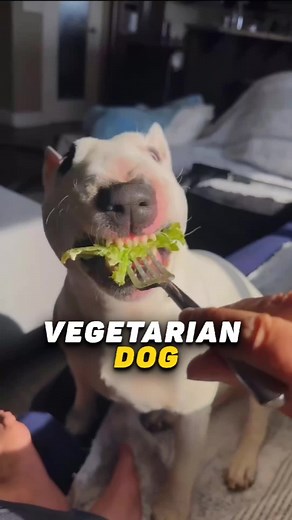 petscompilation no TikTok