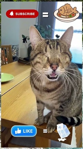 Eyeless Cat Has the SWEETEST Meow 🥺🐱❤️ You’ve Never Heard Anything Like It! #Shorts