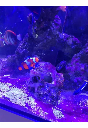 Remembering Nemo the Apex Predator