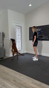 5.8K views · 36 reactions | Eazy man’s learning to turn the lights off. Stay tuned for the @sitstaylearn free shaping instructional releasing soon! #lightson #lightsoff #help #task #helpful #brickbybrick #problemsolving #braingames #problemsolving #manipulation | that.shepherd.girl | Facebook