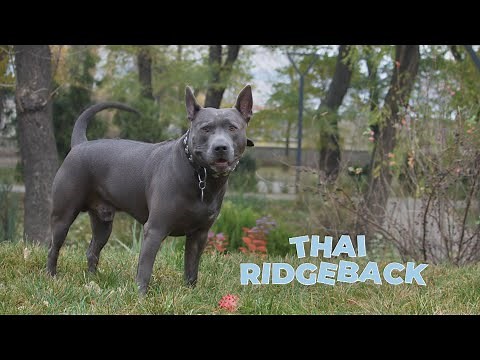 Thai Ridgeback - Complete Dog Breed Profile [4k Video]