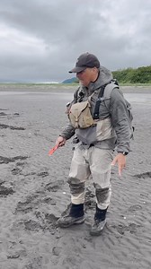 Digging for razor clams! It's a cool behavior that showcases the brown bear’s intelligence and adaptability. These powerful creatures use their keen sense of smell to locate clams buried beneath the sand during low tide. With swift and precise movements, they dig up these nutritious treasures, leaving noticeable holes along the beach.This seasonal activity, often observed in coastal regions like Alaska, provides essential nutrients that help them prepare for winter hibernation. #wildlife #brownb