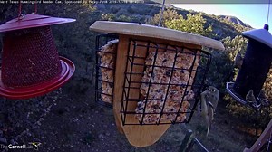 4.7K views · 414 reactions |  Male Ruby-crowned Kinglets usually hide their ruby-colored crowns, only raising the colorful feathers atop their heads in times of excitement. Here, the West Texas cam shares a sneak peak at the brilliant feathers that are tucked away between the olive drab cap of the male as he forages from the suet feeder. Watch LIVE at AllAboutBirds.org/TexasHummers | Bird Cams | Facebook