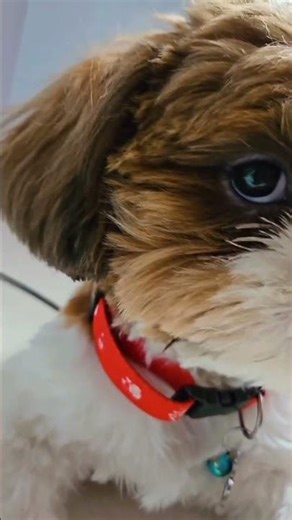 Neenga subscribe panna marakkadheenga 😌 #viral #shorts #reels