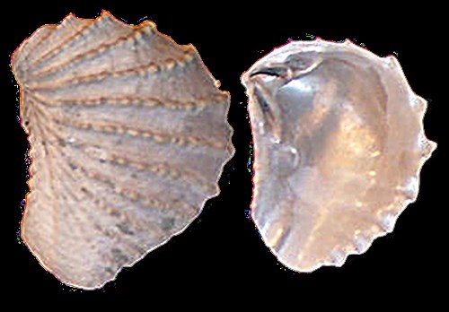 Where to find fossils in Nashville and throughout Middle Tennessee