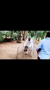 28K views · 8.5K reactions | Output of Rangapuram Rathayya R gaari BREADER ... | Satya Rosters | Facebook