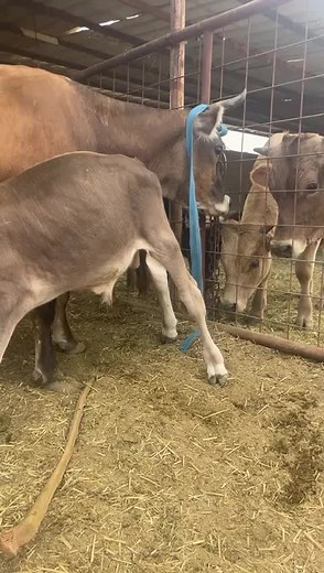 Cows Interacting in a Cozy Barn Setting