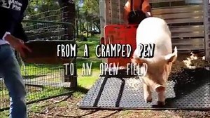 3.1K views · 60 reactions | Experiencing freedom for the first time after years in captivity! From puppies to dolphins, we all want the same thing: to be free of pain and suffering... Such an emotional video <3 Via Last Chance for Animals (LCA) | Challenge 22 | Facebook