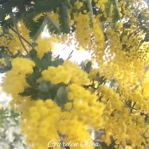 4K views · 545 reactions | The beauty of Mimosa tree | Garden Idea | Facebook