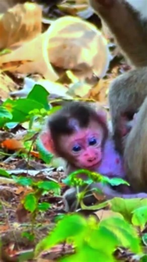 Adorable Newborn Monkey’s First Day
