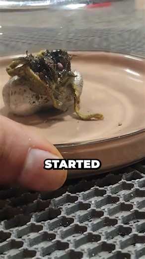 He Grew An Alien From A Rock...👾 (@kinpanama)