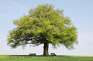 Bible Lesson on Psalm One "Righteous Tree"