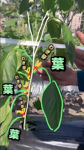 鹿児島大学教育学部実習地より「ピーマンの管理 芽かき方法」#ピーマン #芽かき #ピーマン栽培 #ピーマン芽かき #生活科 #家庭菜園 #野菜作り