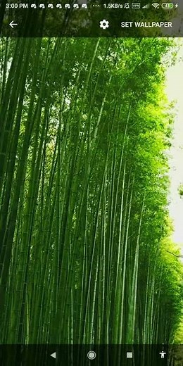 bamboo forest wallpaper - kyoto wallpaper