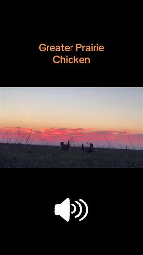When life and art collide. It seems like this is the conversation that the males have every morning in the springtime courting ritual. #prairiechicken #prairiechickensounds #nature #wildlife #stepbrothers