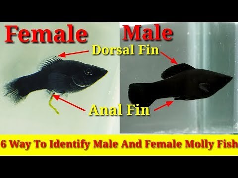 6 Way To Identify Male And Female Molly Fish
