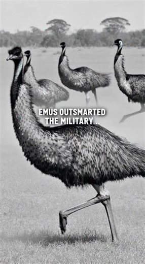 The Great Emu War: The Strangest Battle in History #EmuWar #BizarreHistory