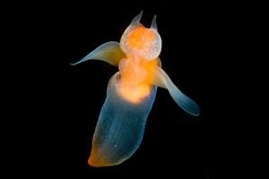 Marine Biologist Captures Rare Footage of Luminescent Sea Angels Swimming Under the Ice