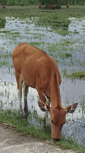 #sapi #tilawah #ngaji