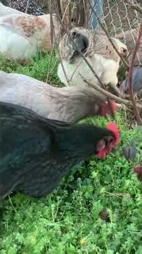 Chickens enjoy eating Grass #chicken #chickencare #nature #farmlife #farming #farm #chickens