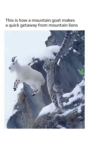 Mountain Goats Jump Off Cliffs to Escape Predators 🐐😱
