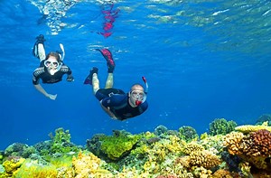 Haiangriffe am Roten Meer: Haie und Badende –  tödliche Gefahr?