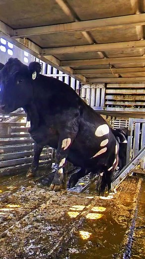 3.7M views · 19K reactions | Mother cows are home finally. We will have baby calves in 3 months. Time to start over. #ranching #cow #ranch #cattle #cattleranchers #cows #home #truck | 1HandnFarming | Facebook