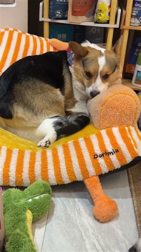 I'm about to be squashed because I competed with the dog for the sofa. My poor kitten Meow Meow